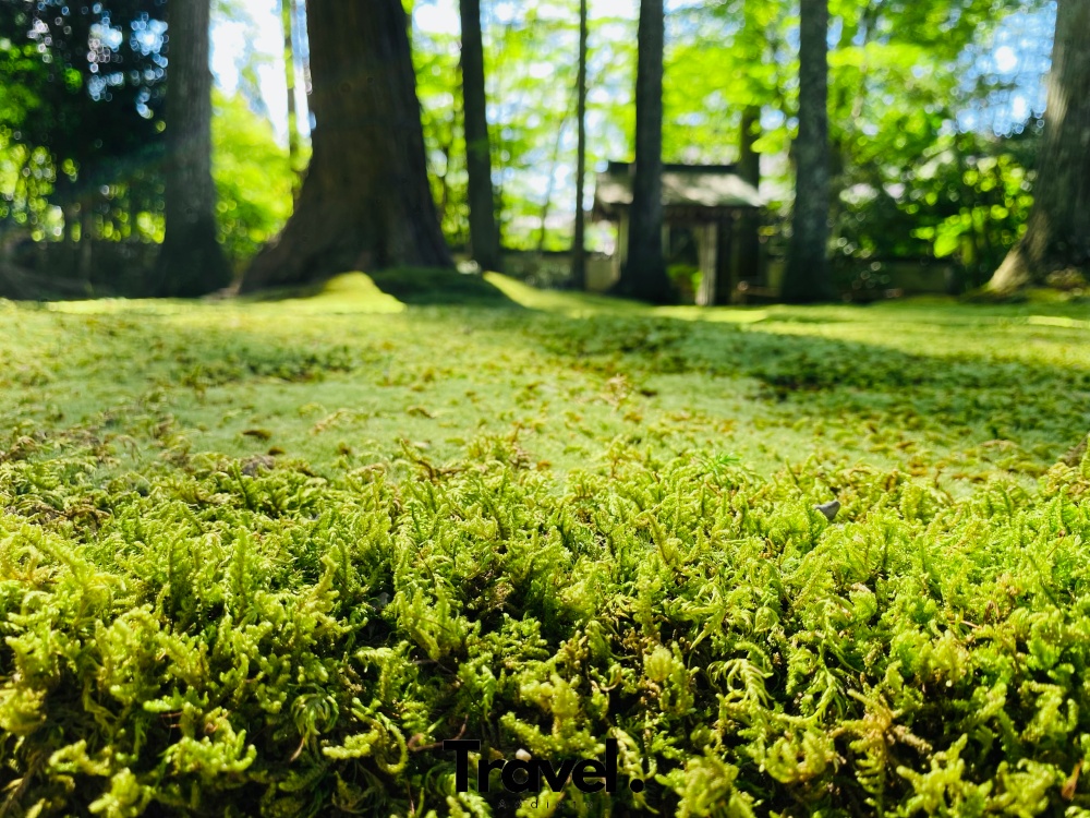 三千院 夏綠 苔